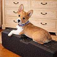 Sassy is registered to the contest to win money with this photo: animal, candle, canine, case, collar, corgi, curious, cute, decor, dog, domestic_animal, dresser, ears, furniture, indoor, living_room, pet, plant, puppy, wood_floor