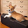 animal, candle, canine, case, collar, corgi, curious, cute, decor, dog, domestic_animal, dresser, ears, furniture, indoor, living_room, pet, plant, puppy, wood_floor