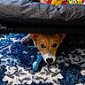 Sassy is registered to the contest to win money with this photo: animal, blue, carpet, chew_toy, cozy, cute, dog, eyes, face, floor, fur, furniture, hiding, indoor, pattern, pet, playful, puppy, resting, under