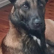 Aïko a rejoint le concours — aidez-le/la à gagner de superbes lots ! dog, german_shepherd, pet, animal, indoor, wooden_floor, ears, fur, brown, black, canine, portrait, looking, attentive, closeup, companion, domestic_animal, sitting, mammal, face