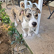 Tiger is registered to the contest to win money with this photo: animal, brindle, canine, chair, closeup, concrete, curious, daylight, dog, domestic_animal, fence, greenery, metal_railing, multiple_dogs, nature, outdoor, pet, porch, walking, yard