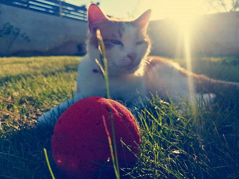 Bébé