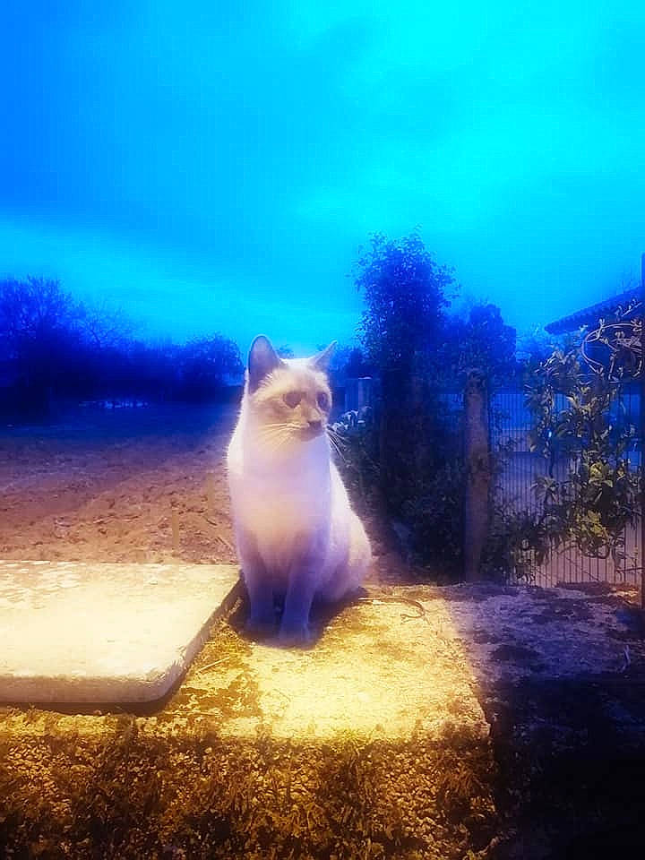 Lulu a rejoint le concours — aidez-le/la à gagner de superbes lots ! atmosphere, atmospheric_phenomenon, azure, carnivore, cat, cloud, electric_blue, fawn, felidae, grass, landscape, lens_flare, plant, sky, small_to_medium_sized_cats, tail, tints_and_shades, tree, whiskers, wood