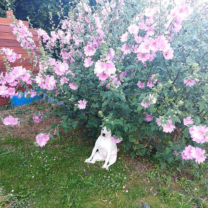 Nina participe au concours pour gagner de l'argent avec cette photo : canine, dog, flora, flower_bush, garden, grass, greenery, nature, outdoor, peaceful, pet, pink_flowers, plant, relaxed, shrub, sitting, summer, sunlight, white_dog, wooden_fence