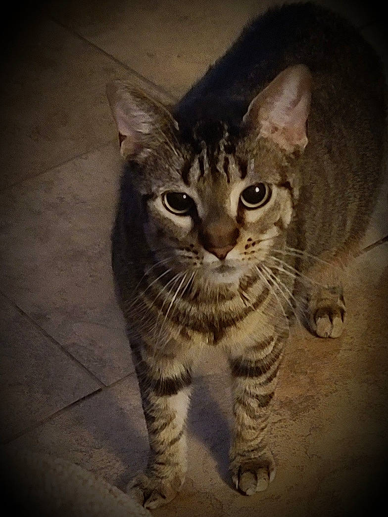 Chubby joined the competition — help win amazing prizes! carnivore, cat, cloud, darkness, domestic_short_haired_cat, door, eye, felidae, fur, head, meteorological_phenomenon, paw, small_to_medium_sized_cats, snout, square, tail, terrestrial_animal, whiskers, wildlife, window