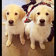 Taki Et Tika a rejoint le concours — aidez-le/la à gagner de superbes lots ! dog, puppy, golden_retriever, indoor, floor, blanket, tile_floor, two_animals, pets, cute, furry, animal_portrait, looking_at_camera, domestic_animal, companion, young_dog, fluffy, sitting, curious, brown_nose