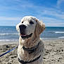Taki Et Tika a rejoint le concours — aidez-le/la à gagner de superbes lots ! dog, golden_retriever, puppy, beach, sand, ocean, sky, leash, harness, outdoor, pet, animal, cute, happy, summer, nature, water, canine, sunny, playful