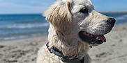 Taki Et Tika participe au concours pour gagner de l'argent avec cette photo : dog, golden_retriever, puppy, beach, sand, ocean, sky, blue_sky, harness, leash, outdoor, sunny, pet, animal, canine, muzzle, fur, tongue, nature, summer