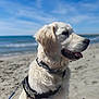 dog, golden_retriever, puppy, beach, sand, ocean, sky, blue_sky, harness, leash, outdoor, sunny, pet, animal, canine, muzzle, fur, tongue, nature, summer