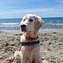 Taki Et Tika a rejoint le concours — aidez-le/la à gagner de superbes lots ! dog, golden_retriever, puppy, beach, sand, ocean, waves, sky, sunny, outdoor, leash, harness, pet, animal, water, summer, nature, cute, sitting, canine