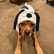 Jules joined the competition — help win amazing prizes! dog, canine, pet, costume, hood, indoor, carpet, paws, snout, ears, brown_fur, white_costume, sad_eyes, portrait, closeup, sitting, furniture, home_interior, living_room, cute