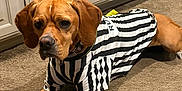 Jules is registered to the contest to win money with this photo: dog, pet, brown_dog, referee_costume, striped_shirt, carpet, indoor, kitchen_cabinets, paws, ears, muzzle, collar, lying_down, portrait, close_up, animal, cute, bored_expression, floor, home_interior