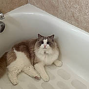 Sully joined the competition — help win amazing prizes! cat, ragdoll_cat, bathtub, bathroom, tile_wall, porcelain, pet, furry, blue_eyes, relaxed, lying_down, paw, whiskers, fluffy, indoor, bathtub_mat, white, cream, close_up, home