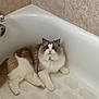 cat, ragdoll_cat, bathtub, bathroom, tile_wall, porcelain, pet, furry, blue_eyes, relaxed, lying_down, paw, whiskers, fluffy, indoor, bathtub_mat, white, cream, close_up, home