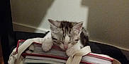 Chamallow a rejoint le concours — aidez-le/la à gagner de superbes lots ! kitten, cat, sleeping, books, tote_bag, indoor, wooden_floor, shadow, paws, cozy, stack, resting, feline, pet, cute, small, animal, home, soft_light, colorful_ball