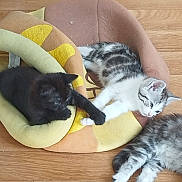 Chamallow a rejoint le concours — aidez-le/la à gagner de superbes lots ! kitten, cat, black_cat, white_cat, gray_cat, pet_bed, plush, wooden_floor, flooring, indoor, animal, cute, sleeping, resting, paw, touching, feline, domestic_cat, playful, cozy