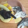 kitten, cat, black_cat, white_cat, gray_cat, pet_bed, plush, wooden_floor, flooring, indoor, animal, cute, sleeping, resting, paw, touching, feline, domestic_cat, playful, cozy