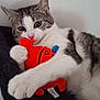 Chamallow participe au concours pour gagner de l'argent avec cette photo : cat, tabby, white, plush_toy, orange, fish_toy, pet, close_up, indoor, feline, paw, clutching, curious, resting, soft_texture, animal, cute, domestic_cat, relaxed, toy