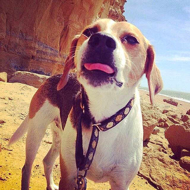 Alfie is registered to the contest to win money with this photo: