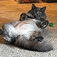 Felix joined the competition — help win amazing prizes! cat, gray_cat, shaved_belly, fluffy, carpet, toy_ball, indoor, pet, feline, relaxed, lying_down, cute, animal, paw, fur, whiskers, playful, home, domestic, funny_pose