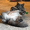 cat, gray_cat, shaved_belly, fluffy, carpet, toy_ball, indoor, pet, feline, relaxed, lying_down, cute, animal, paw, fur, whiskers, playful, home, domestic, funny_pose