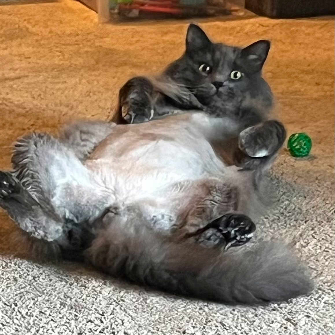 Felix joined the competition — help win amazing prizes! cat, gray_cat, shaved_belly, fluffy, carpet, toy_ball, indoor, pet, feline, relaxed, lying_down, cute, animal, paw, fur, whiskers, playful, home, domestic, funny_pose