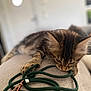 Malo a rejoint le concours — aidez-le/la à gagner de superbes lots ! kitten, cat, tabby, playing, leash, indoor, soft_surface, curious, paw, bite, feline, pet, animal, closeup, cozy, blurred_background, brown, striped, young, cute