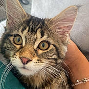Malo participe au concours pour gagner de l'argent avec cette photo : cat, kitten, tabby, close_up, whiskers, pink_nose, furry, pet, animal, cute, eyes, ears, person_arm, bracelet, teal_clothing, indoor, cozy, snuggle, fur_pattern, portrait