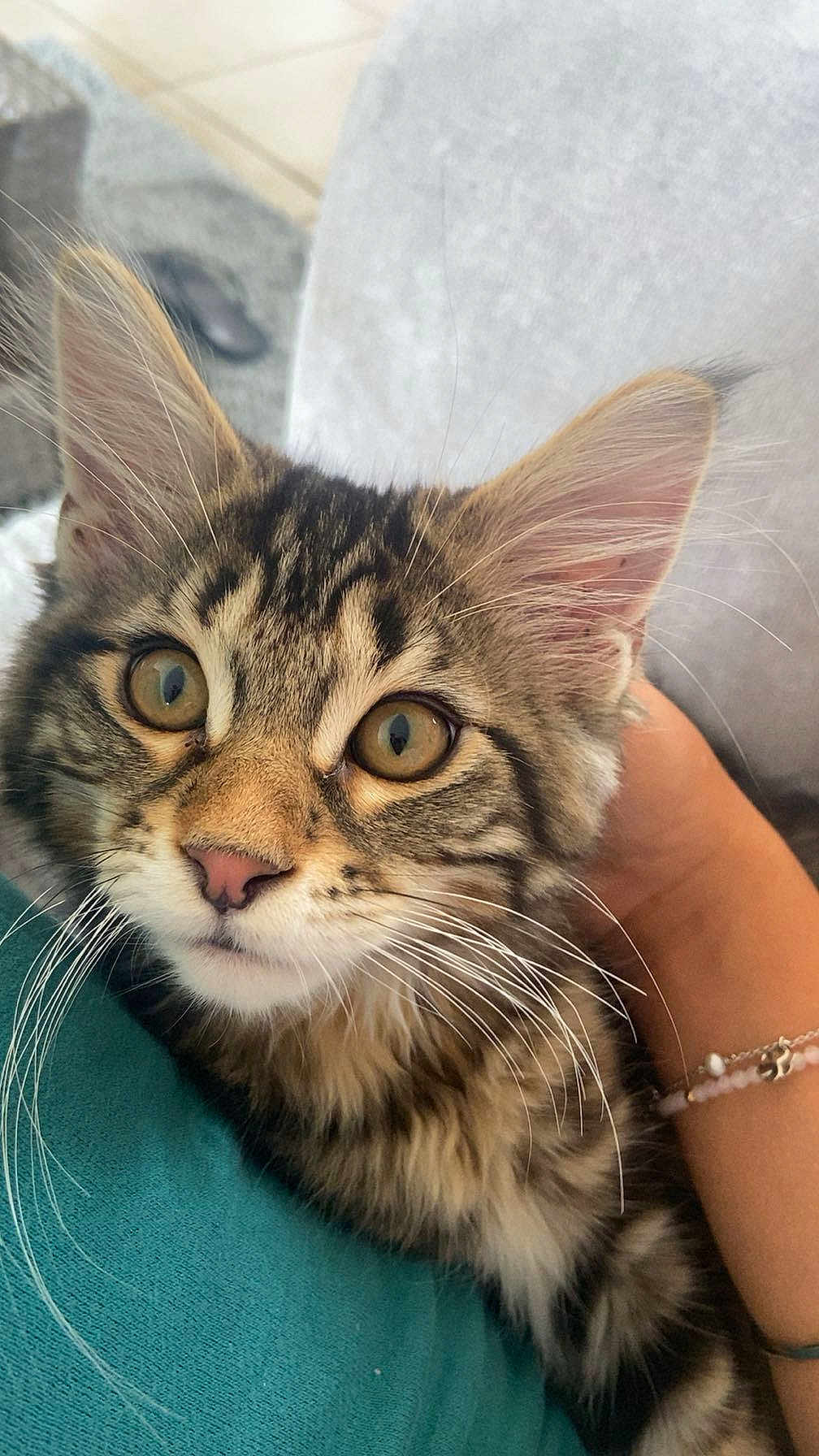 Malo participe au concours pour gagner de l'argent avec cette photo : cat, kitten, tabby, close_up, whiskers, pink_nose, furry, pet, animal, cute, eyes, ears, person_arm, bracelet, teal_clothing, indoor, cozy, snuggle, fur_pattern, portrait