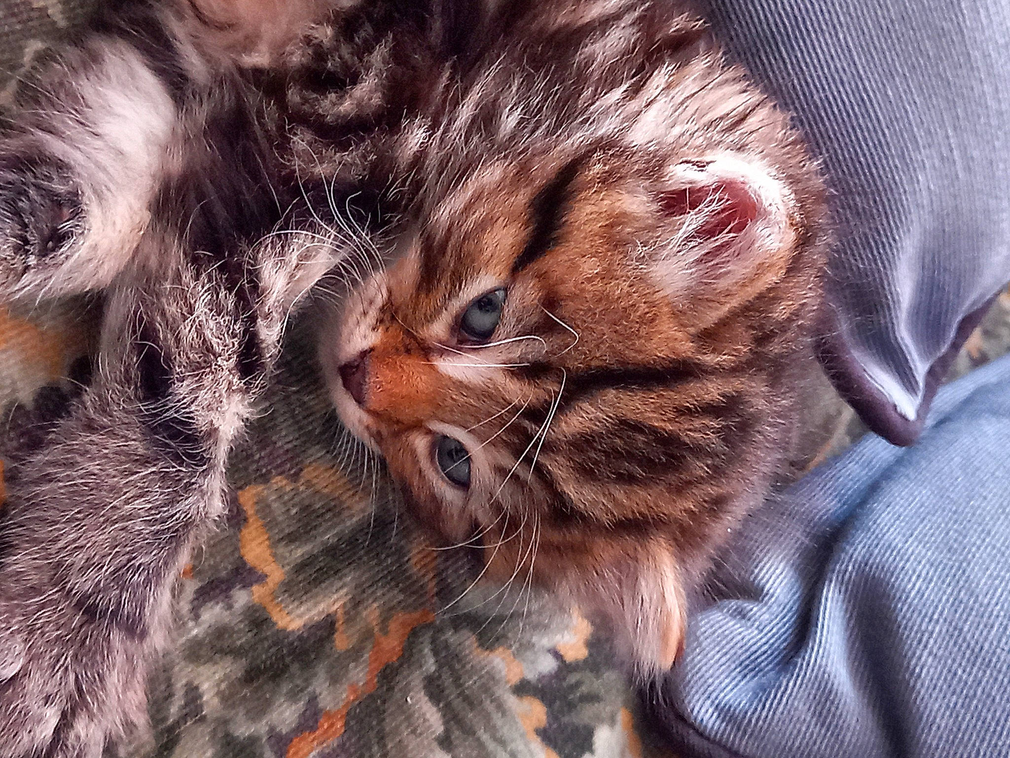 Grenouille a rejoint le concours — aidez-le/la à gagner de superbes lots ! carnivore, cat, claw, comfort, domestic_short_haired_cat, fawn, felidae, fur, grass, macro_photography, nap, pattern, paw, sleep, small_to_medium_sized_cats, snout, terrestrial_animal, tree, whiskers, wildlife