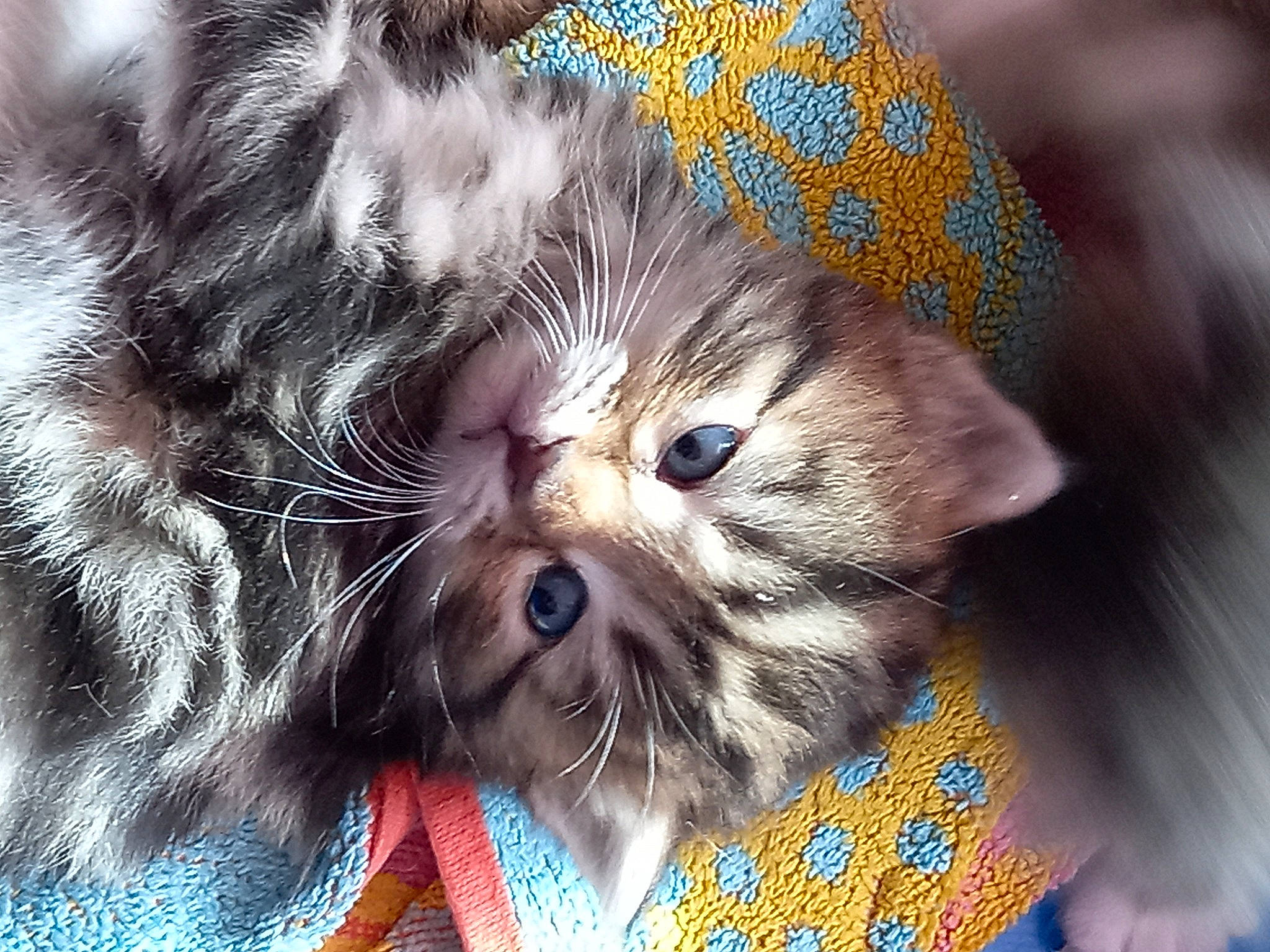 Grenouille participe au concours pour gagner de l'argent avec cette photo : carnivore, cat, claw, close_up, comfort, companion_dog, domestic_short_haired_cat, fawn, felidae, fur, nap, pattern, paw, plant, small_to_medium_sized_cats, snout, tail, terrestrial_animal, whiskers, wildlife