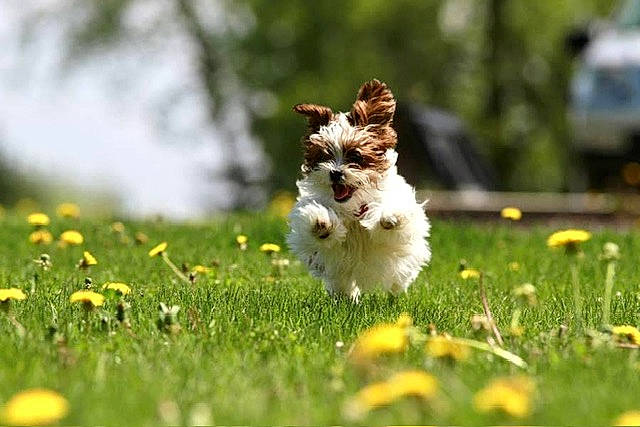 Lexi joined the competition — help win amazing prizes! carnivore, companion_dog, dog, dog_breed, fawn, flower, grass, grassland, happy, lawn, meadow, people_in_nature, plant, snout, spring, terrier, toy, toy_dog, vertebrate, whiskers