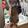 cat, tabby_cat, pet, animal, standing, raised_paw, collar, whiskers, striped_fur, bathroom, mirror, reflection, countertop, sink, toilet_paper, toiletries, vanity, indoor, funny, portrait