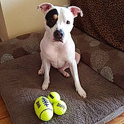 Spot is registered to the contest to win money with this photo: dog, white_dog, black_patch, tennis_balls, dog_bed, brown_bed, leopard_print, couch, indoor, wood_floor, pet, animal, sitting, playful, toy, cozy, attention, cute, domestic, relaxed