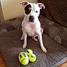 dog, white_dog, black_patch, tennis_balls, dog_bed, brown_bed, leopard_print, couch, indoor, wood_floor, pet, animal, sitting, playful, toy, cozy, attention, cute, domestic, relaxed