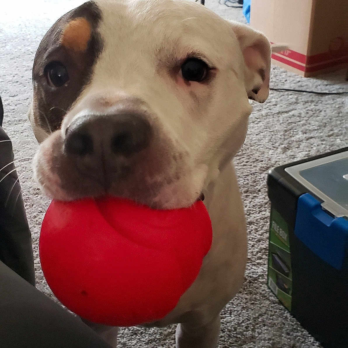 Spot