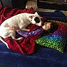 dog, child, blanket, pillow, couch, indoor, sleeping, pet, affection, cozy, leopard_print, red, white_dog, purple_clothing, home, carpet, fireplace, resting, comfort, nuzzling