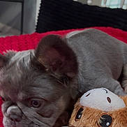Chuleta joined the competition — help win amazing prizes! puppy, dog, toy, plush_toy, red_blanket, indoor, home_decor, plant, staircase, furniture, cute, pet, animal, fur, lying_down, close_up, soft_toy, small, brown, gray