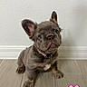 adorable, animal, brown_fur, collar, companion, cute, dog, ears, emoji, floor, french_bulldog, indoor, looking_up, pet, pink_heart, portrait, puppy, sitting, small, wall