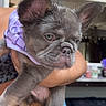 Chuleta is registered to the contest to win money with this photo: puppy, dog, pet, indoor, person, holding, purple_harness, ears, wrinkled_face, close_up, animal, cute, young, portrait, furniture, painting, red_tree, casual, blue_clothing, home
