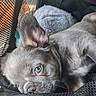 Chuleta joined the competition — help win amazing prizes! puppy, dog, blue_eyes, mesh_carrier, cozy, resting, fur, pet, cute, animal, indoors, close_up, small_dog, canine, young, snout, ears, napping, soft, companion