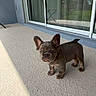 animal, curious, cute, dog, domestic, door, ears, floor, glass, outdoor, patio, pet, puppy, reflection, shadow, small, standing, sunlight, texture, young