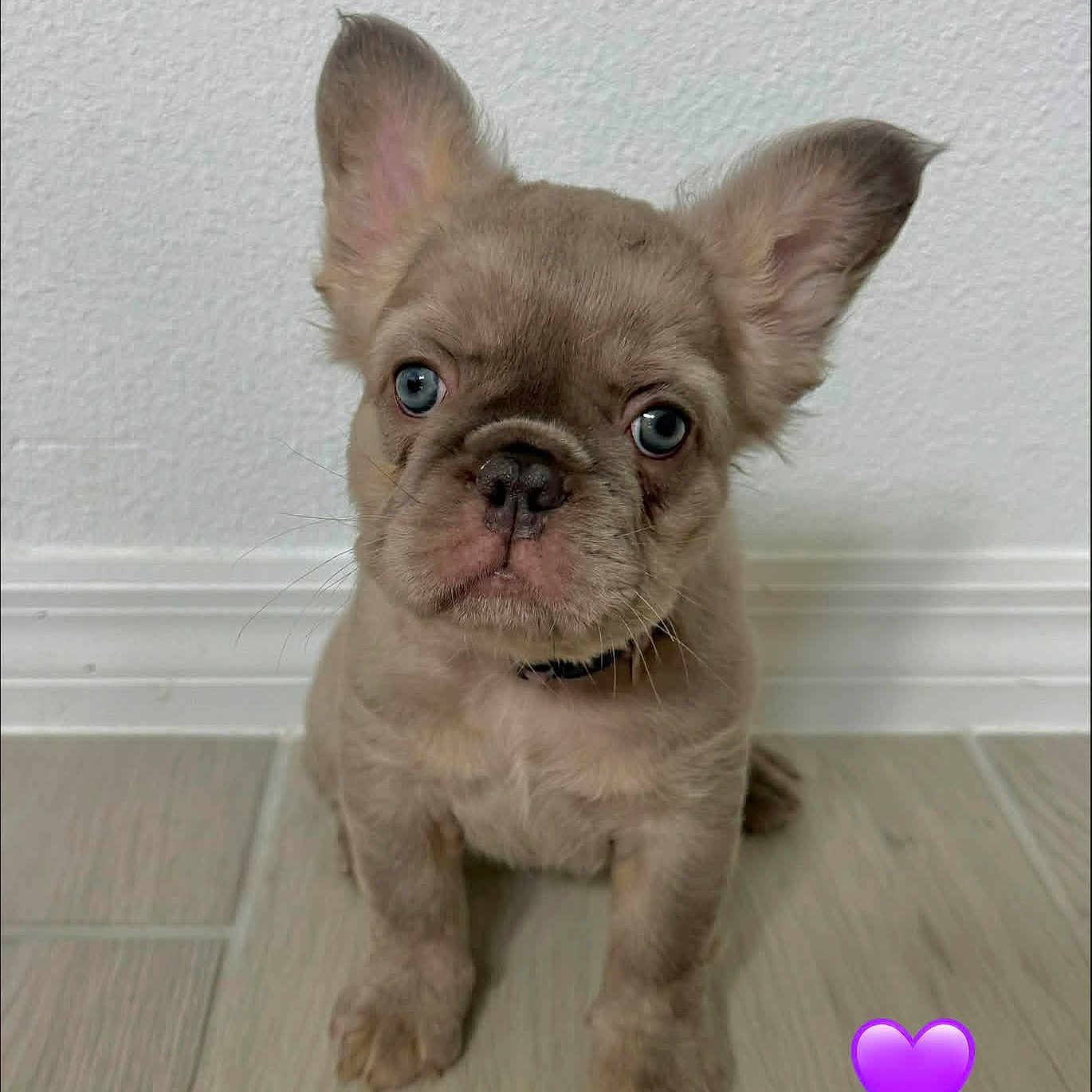 Suki