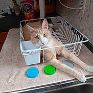Gilligan Aka Gilley is registered to the contest to win money with this photo: cat, dish_rack, kitchen, towel, bottle_caps, orange_cat, stretching, domestic_cat, pet, curious, feline, indoor, countertop, household, relaxed, looking_at_camera, container, metal, white, orange