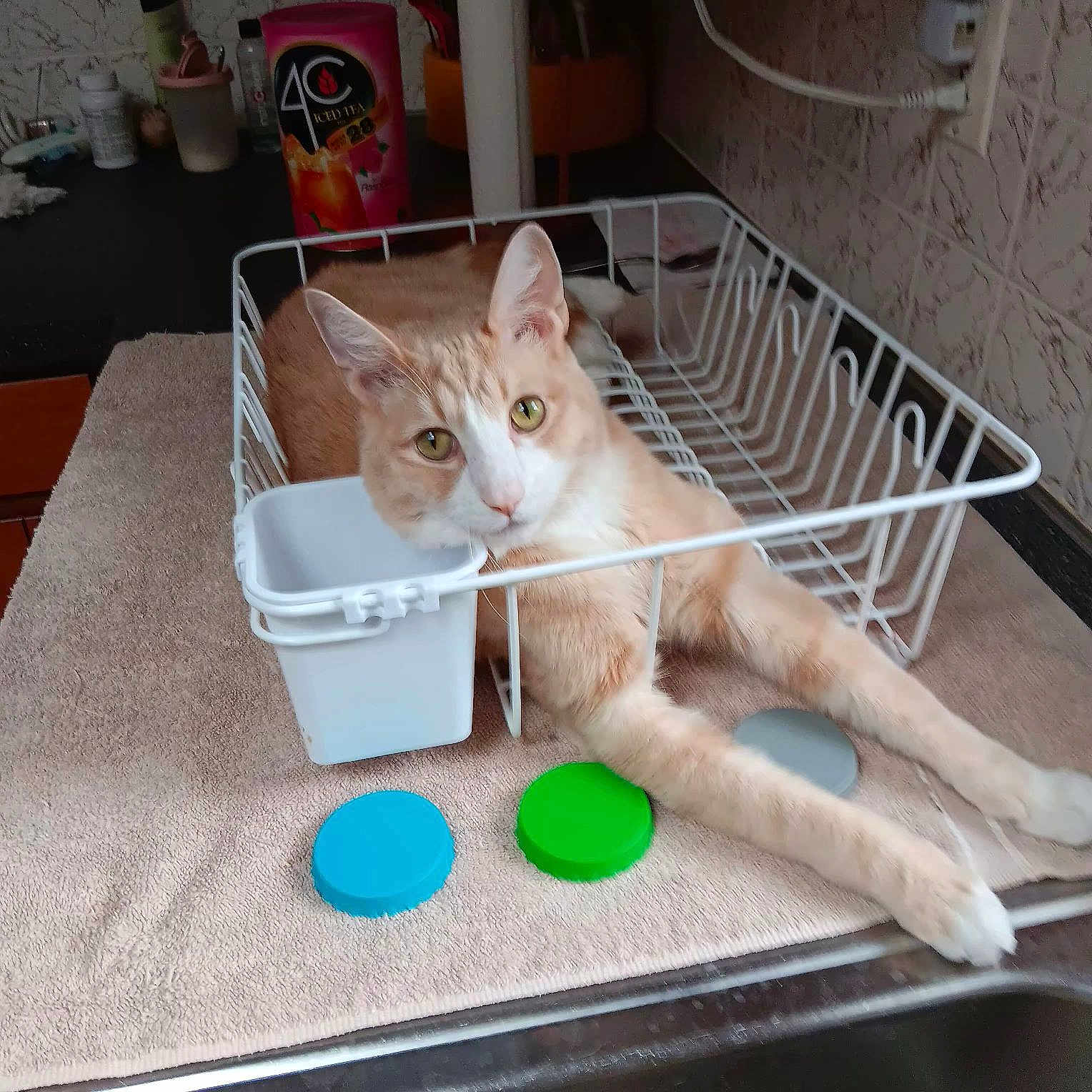 Gilligan Aka Gilley is registered to the contest to win money with this photo: cat, dish_rack, kitchen, towel, bottle_caps, orange_cat, stretching, domestic_cat, pet, curious, feline, indoor, countertop, household, relaxed, looking_at_camera, container, metal, white, orange