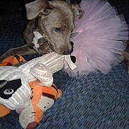 Princess joined the competition — help win amazing prizes! dog, puppy, toy, stuffed_animal, tutu, pink_tutu, playful, chewing, fabric, patterned_floor, indoor, pet, cute, animal, mammal, domestic_animal, closeup, young_dog, blue_background, fun