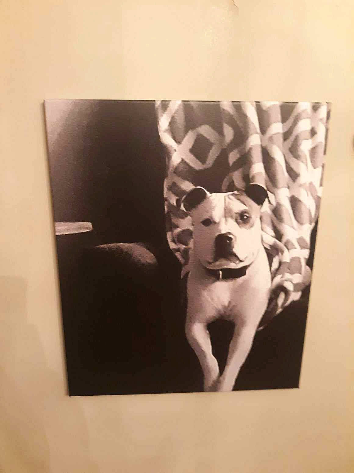Lillee joined the competition — help win amazing prizes! art, canidae, carnivore, companion_dog, dog_breed, exhibition, fawn, human_body, illustration, knee, monochrome_photography, painting, picture_frame, rectangle, room, sculpture, snout, sporting_group, visual_arts, working_animal