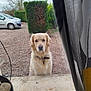 dog, golden_retriever, pet, outdoor, window, curtain, gravel, car, bush, tree, collar, animal, looking, garden, nature, daylight, domestic_animal, waiting, front_yard, canine