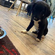 Aïko a rejoint le concours — aidez-le/la à gagner de superbes lots ! puppy, dog, black_dog, white_paws, wooden_floor, indoor, chair, rug, furniture, pet, domestic_animal, curious, young_dog, flooring, cozy, animal, household, companion, canine, cute