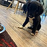 puppy, dog, black_dog, white_paws, wooden_floor, indoor, chair, rug, furniture, pet, domestic_animal, curious, young_dog, flooring, cozy, animal, household, companion, canine, cute